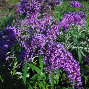 Buddleja davidii 'Dartmoor'