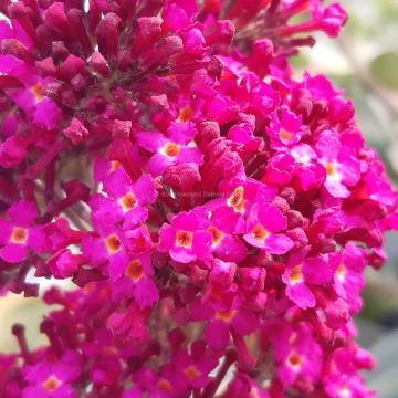 Buddleja davidii 'Funky Fuchsia' ®