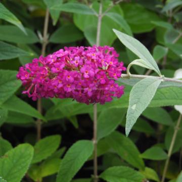 Buddleja davidii 'Miss Ruby'