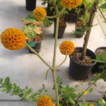 Buddleja globosa