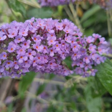 Buddleja 'Lochinch'