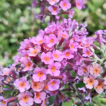 Buddleja weyeriana 'Flower Power' ®