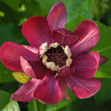 Calycanthus 'Aphrodite' ®