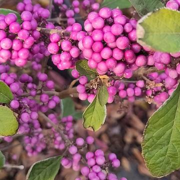 Callicarpa bodinieri 'Profusion'