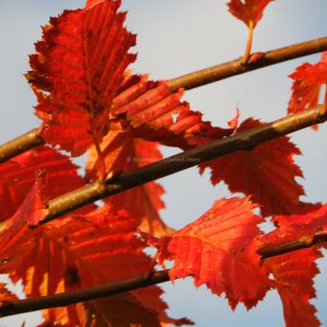 Carpinus betulus 'Rockhampton Red' ®