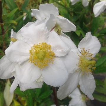 Carpenteria californica 'Bodnant'