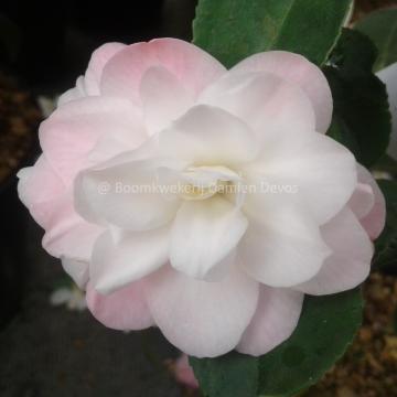 Camellia 'Cinnamon Cindy'