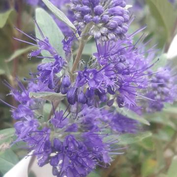 Caryopteris clandonensis 'Heavenly Blue'