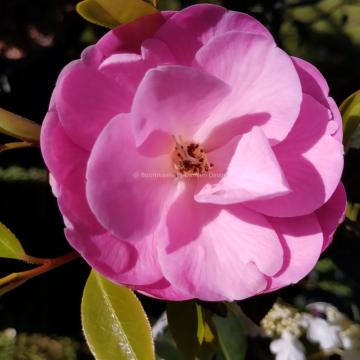 Camellia 'Citation'
