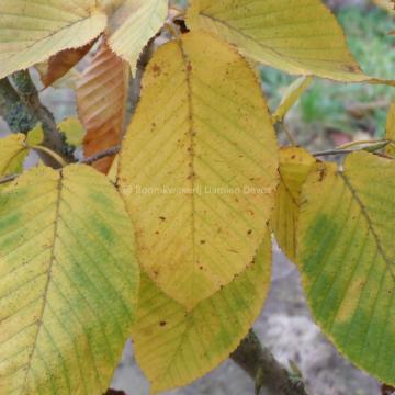 Carpinus cordata