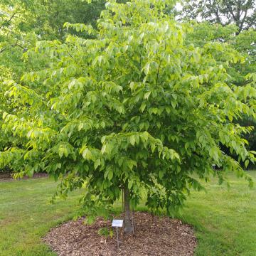 Carpinus caroliniana 'Red Fall'