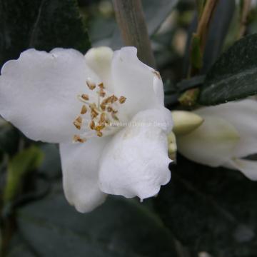 Camellia cuspidata