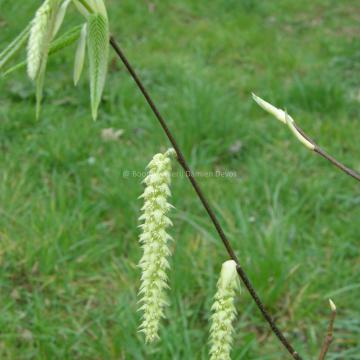 Carpinus fangiana