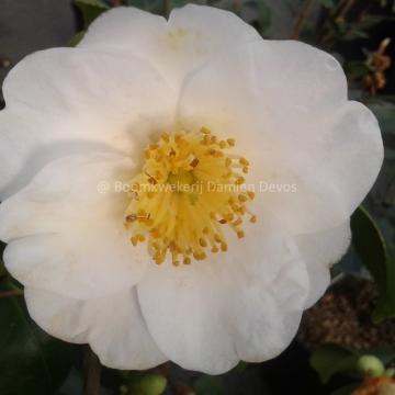 Camellia 'Fuji'