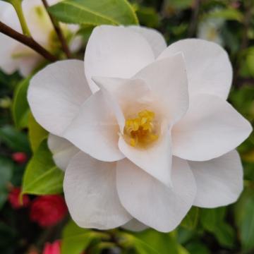 Camellia 'Hagoromo'