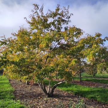 Castanea henryi