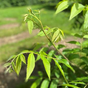 Carya illinoinensis