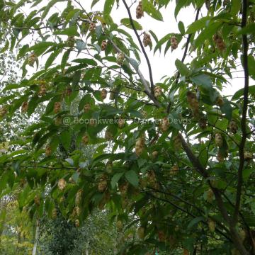 Carpinus japonica