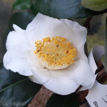 Camellia japonica 'Alba Simplex'