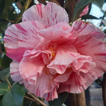 Camellia japonica 'Kick Off'