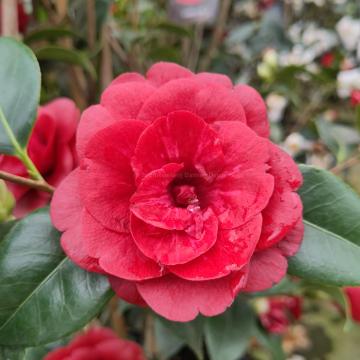 Camellia japonica 'Konronkoku' ( ='Black Mount Konron')