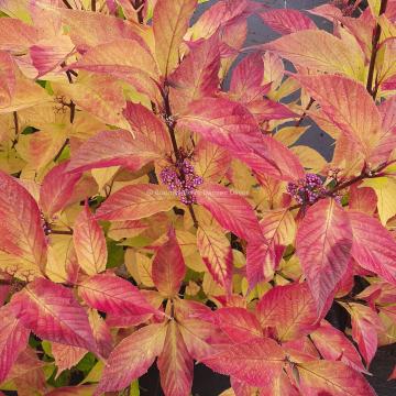 Callicarpa japonica var. luxurians