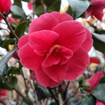Camellia japonica 'Moshio'