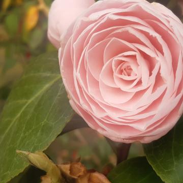 Camellia japonica 'Pearl Maxwell'