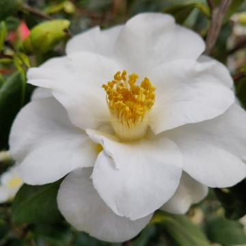 Camellia japonica 'Triphosa'