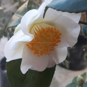 Camellia japonica 'Yukimi-guruma' (= Amabilis)