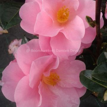 Camellia 'Nicky Crisp'