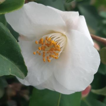 Camellia 'Quintessence'