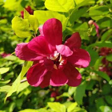 Calycanthus raulstonii 'Hartlage Wine'