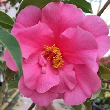 Camellia reticulata 'Valley Knudsen'