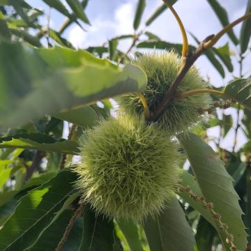 Castanea sativa 'Bouche de Betizac'