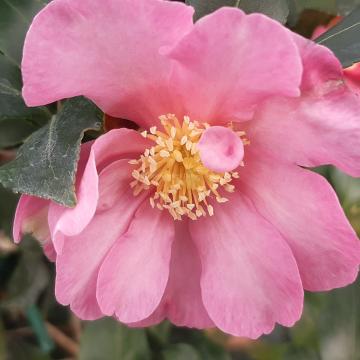 Camellia sasanqua 'Cleopatra'