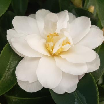 Camellia sasanqua 'Hino De Gumo'