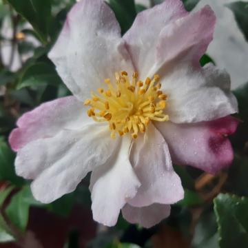 Camellia sasanqua 'Hina Yuki'