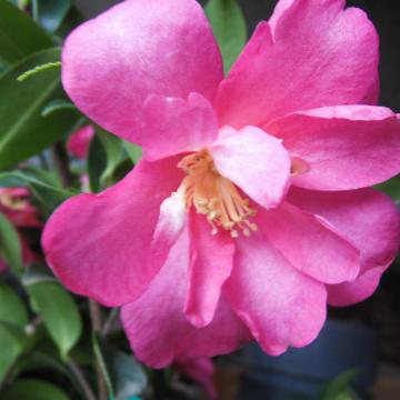 Camellia sasanqua 'Kanjiro'