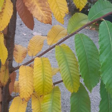 Castanea sativa 'Marigoule'