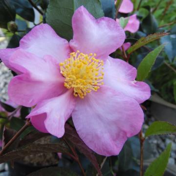 Camellia sasanqua 'Maiden's Blush'