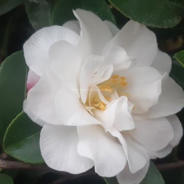 Camellia sasanqua 'Mine-no-Yuki' (='White Doves')