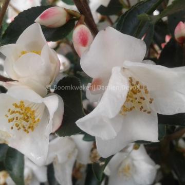 Camellia transnokoensis