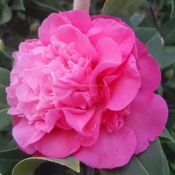 Camellia williamsii 'Debbie' (x)