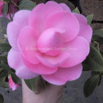 Camellia williamsii 'Donation' (x)