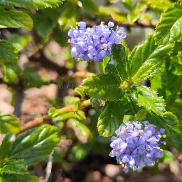 Ceanothus 'Blue Mound'