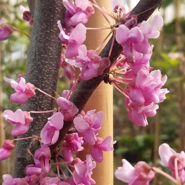 Cercis canadensis 'Alley Cat'