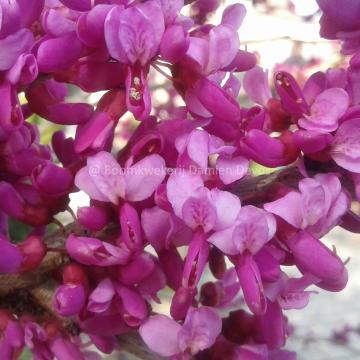 Cercis chinensis 'Avondale'