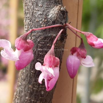 Cercis canadensis 'Carolina Sweetheart'