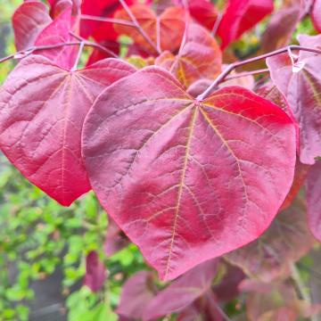 Cercis canadensis 'Forest Pansy'